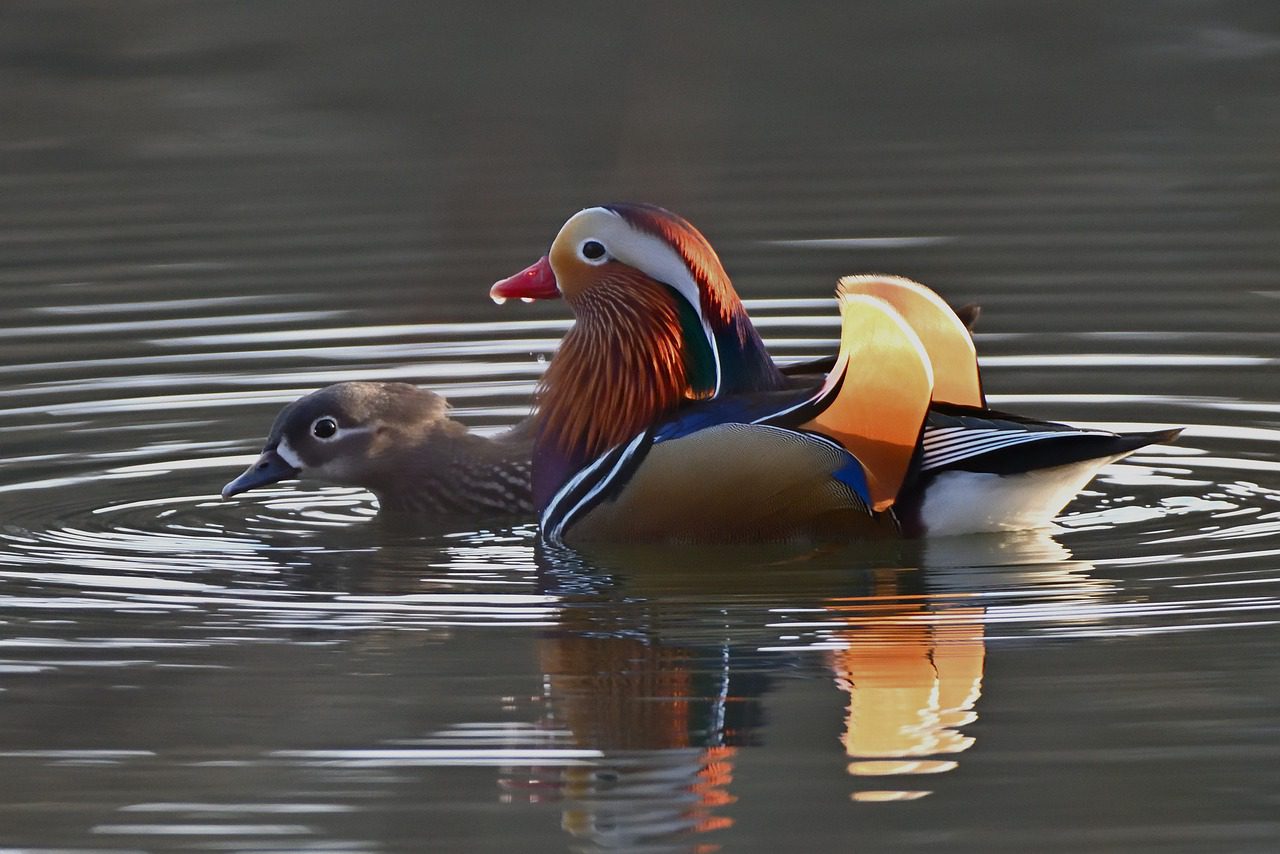 mandarin ducks, water bird, lake